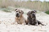 CANE CORSO 537